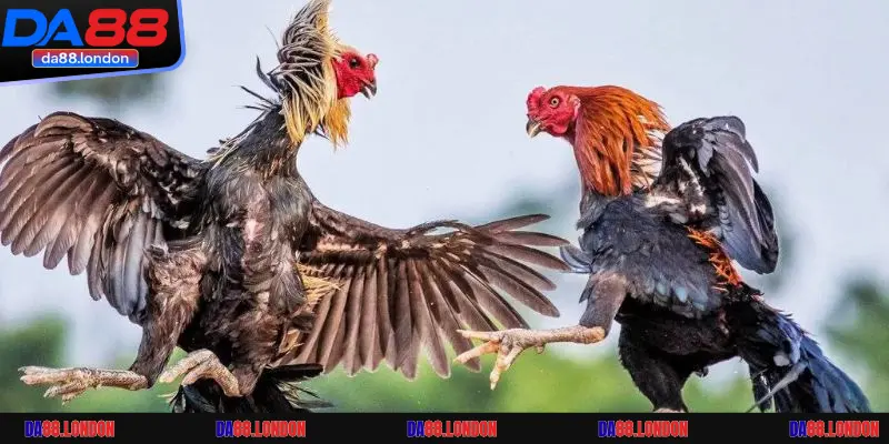 Cấu trúc của một giải chọi gà quy mô lớn cho những ai chưa biết